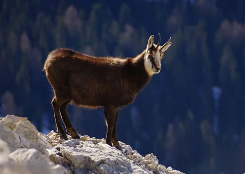 caccia al camoscio italia europa fauna ungulati