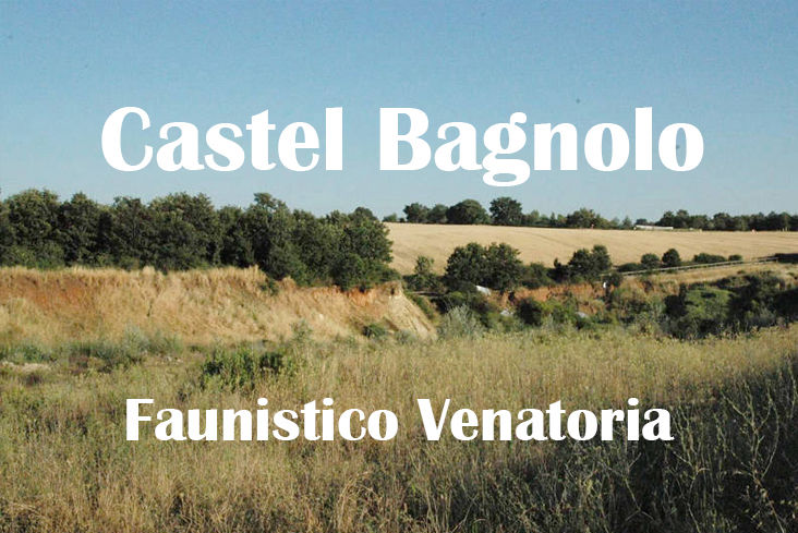 Castel bagnolo caccia nel lazio stanziale Cinghiale 