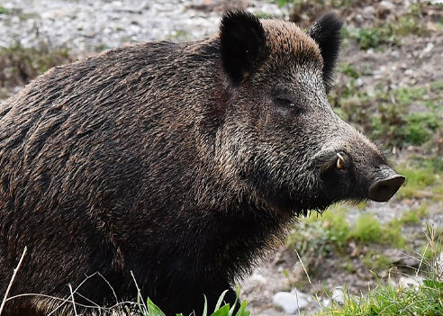 caccia al cinghiale italia europa ungulati